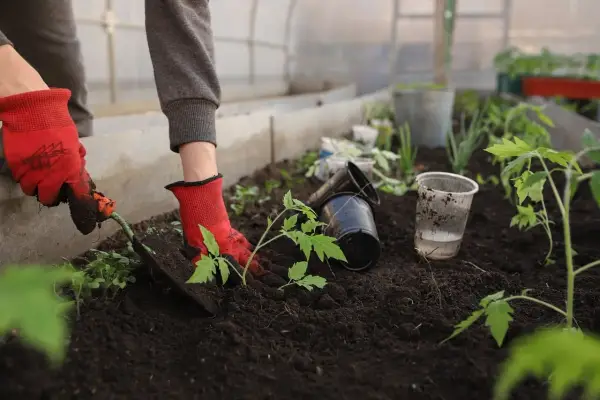 Plantation de jeunes plants dans une serre enterrée. Des mains gantées utilisent une petite pelle pour planter des tomates dans la terre riche.