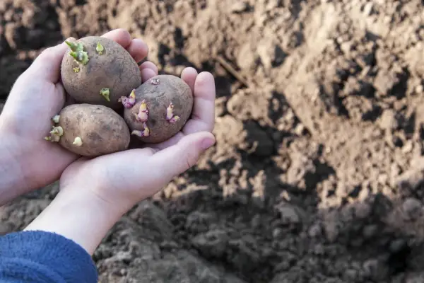 Mains tenant trois pommes de terre germées, prêtes à être plantées dans le potager.