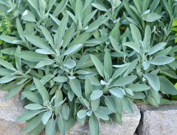 Plantes de sauge en culture, leurs feuilles veloutées et grises se déploient sur un lit de pierres.