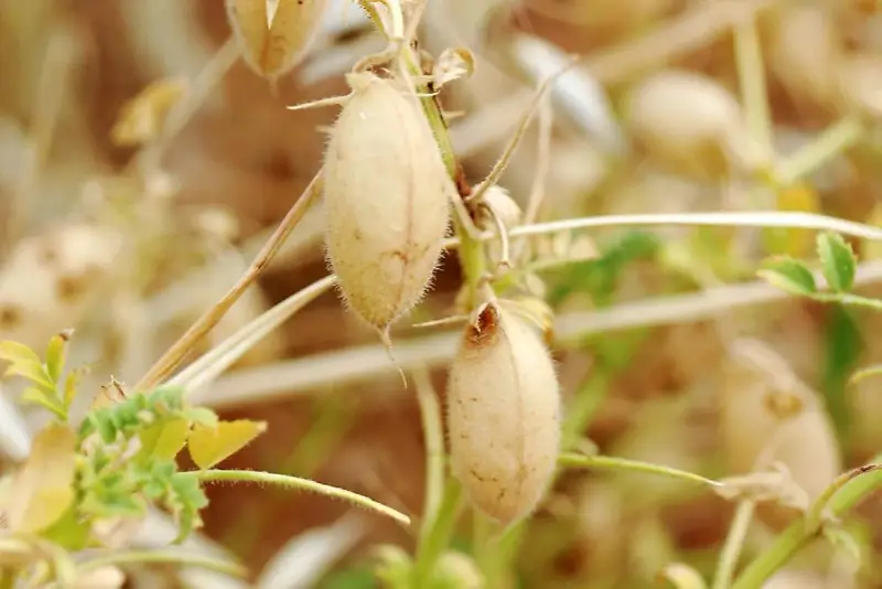 Gousses de pois chiche plante, mûres et velues, prêtes à être récoltées.